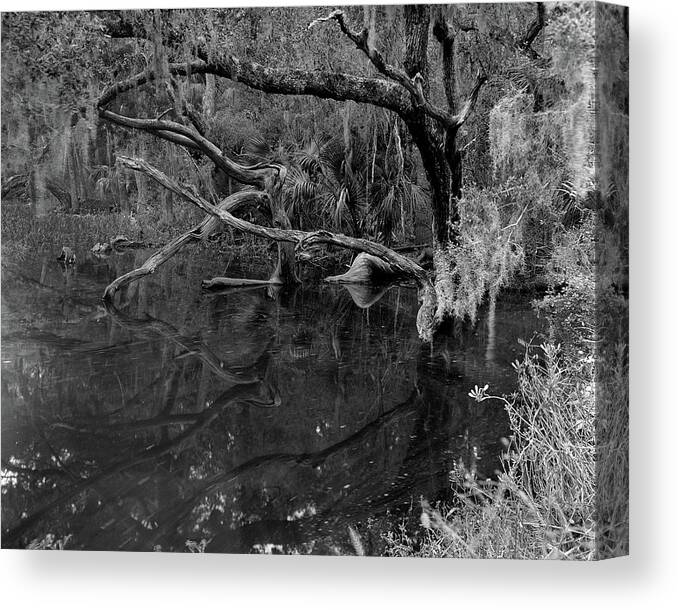 Ft. George Island Canvas Print featuring the photograph Swamp, Ft. George Island, Florida, 2004 by John Simmons