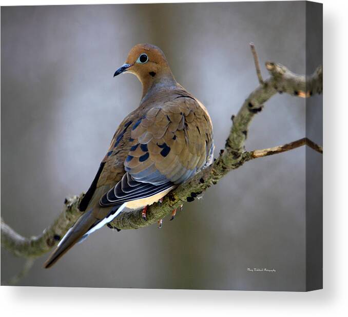 Birds Canvas Print featuring the photograph Sweet Mourning Dove by Mary Walchuck
