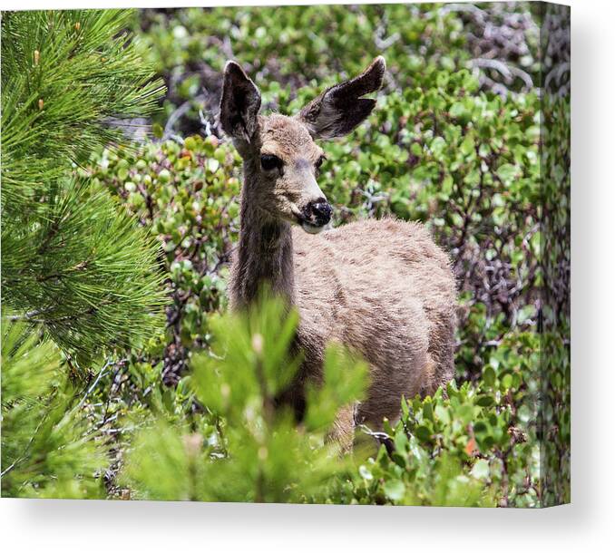Lake Tahoe Canvas Print featuring the photograph Tahoe Deer by Robin Valentine