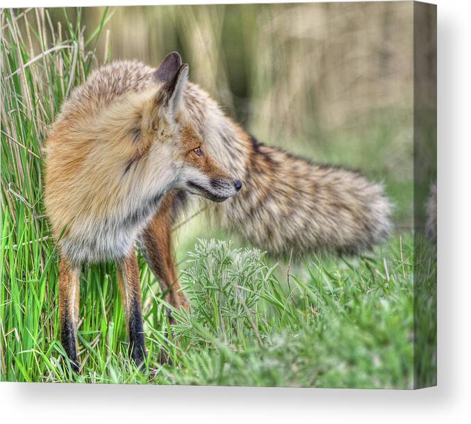 Fox Canvas Print featuring the photograph Tail of the Fox by CR Courson