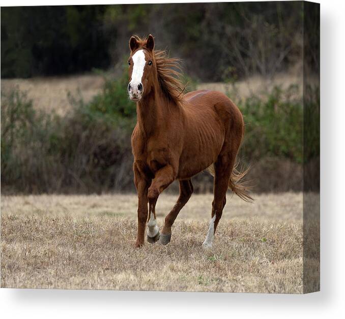 Horse Canvas Print featuring the photograph Tentative Approach by Art Cole