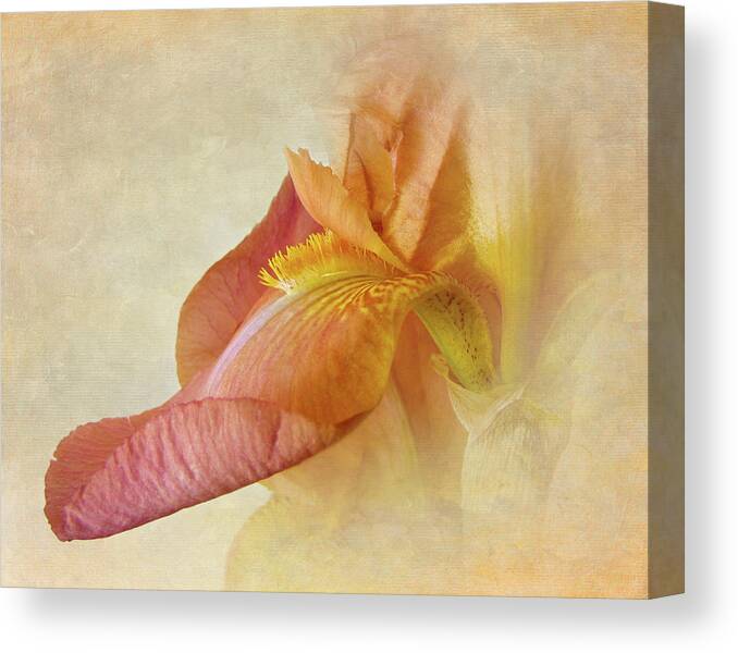 Bearded Iris Canvas Print featuring the photograph The Bearded One by David and Carol Kelly