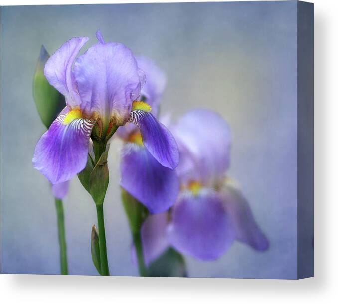 Bearded Iris Canvas Print featuring the photograph The Beauty of the Iris by David and Carol Kelly