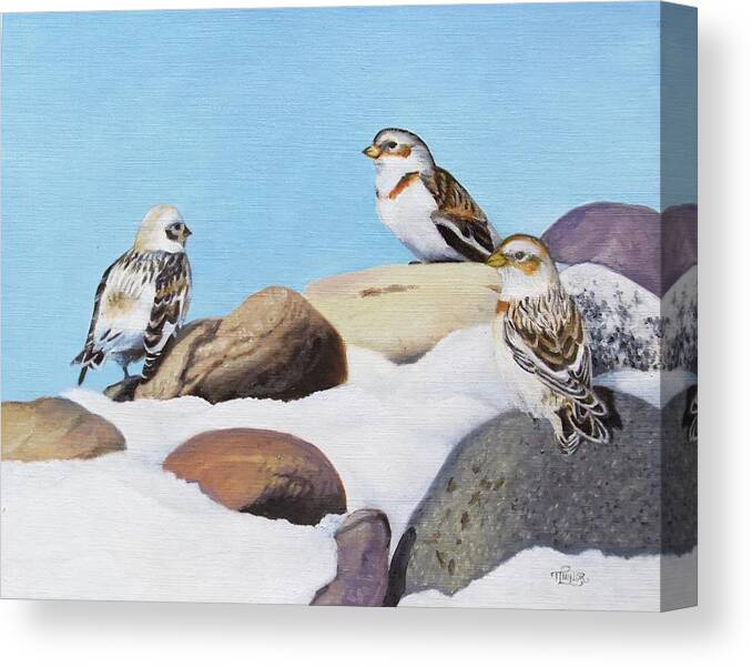 Snow Buntings Canvas Print featuring the painting The Debate by Tammy Taylor