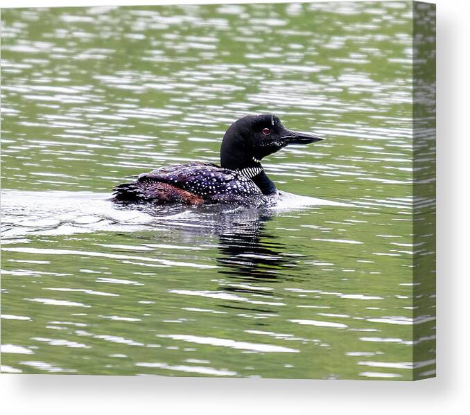 Loon Canvas Print featuring the photograph The Loon in the Morning by Regina Muscarella