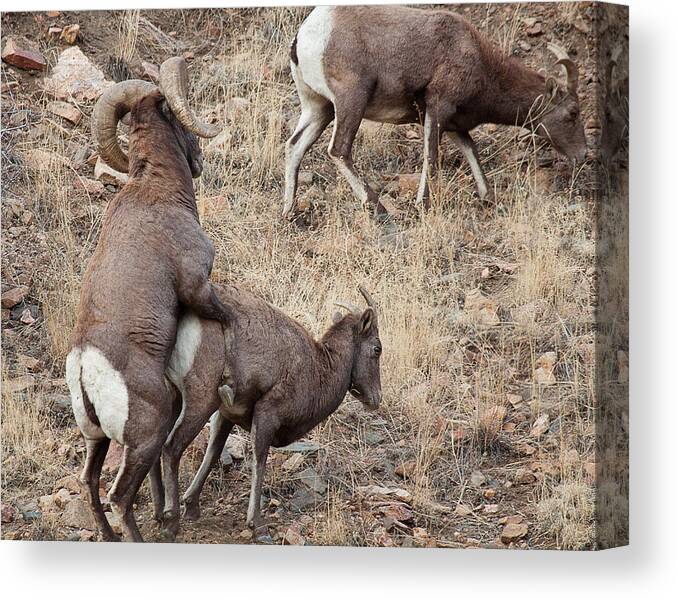 Mating Bighorn Sheep Photograph Canvas Print featuring the photograph The Mating Game by Jim Garrison