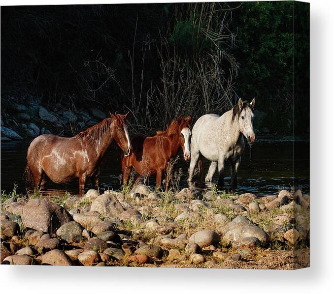 Horses Canvas Print featuring the photograph Three Kings by Carmen Kern