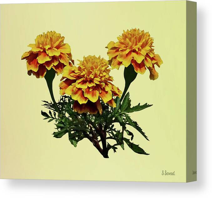 Marigolds Canvas Print featuring the photograph Three Marigolds by Susan Savad