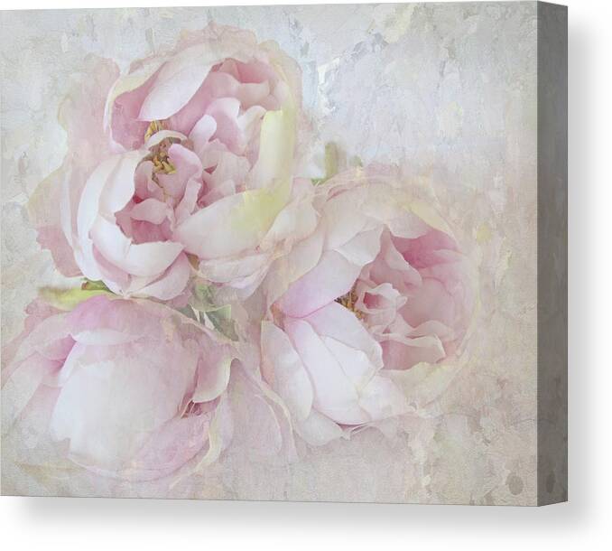 Flower Canvas Print featuring the photograph Three Peonies by Karen Lynch