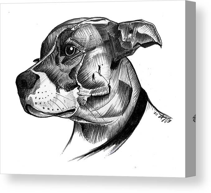 Graphite Canvas Print featuring the drawing Tilly by Creative Spirit