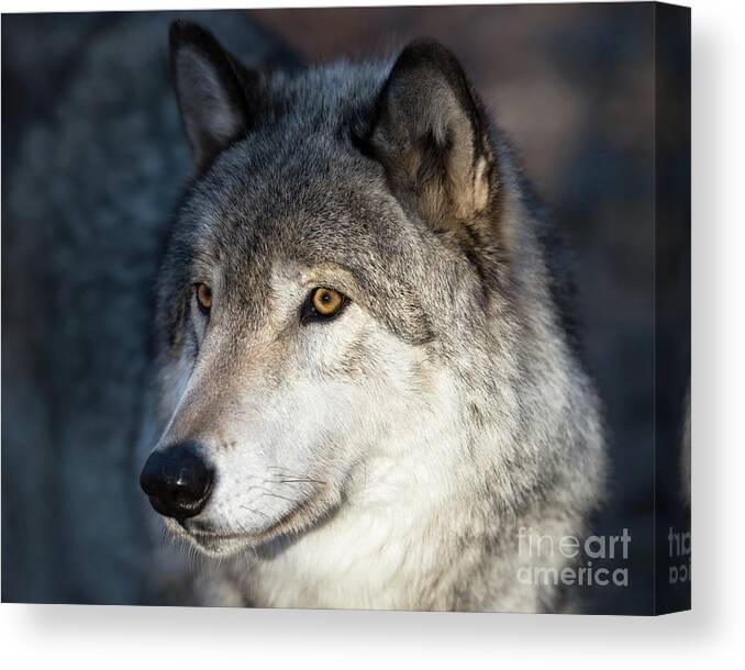 Winter Canvas Print featuring the photograph Timber Wolf - Portrait by Rehna George