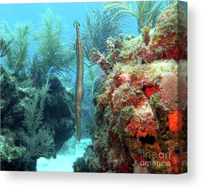 Underwater Canvas Print featuring the photograph Trumpetfish 11 by Daryl Duda