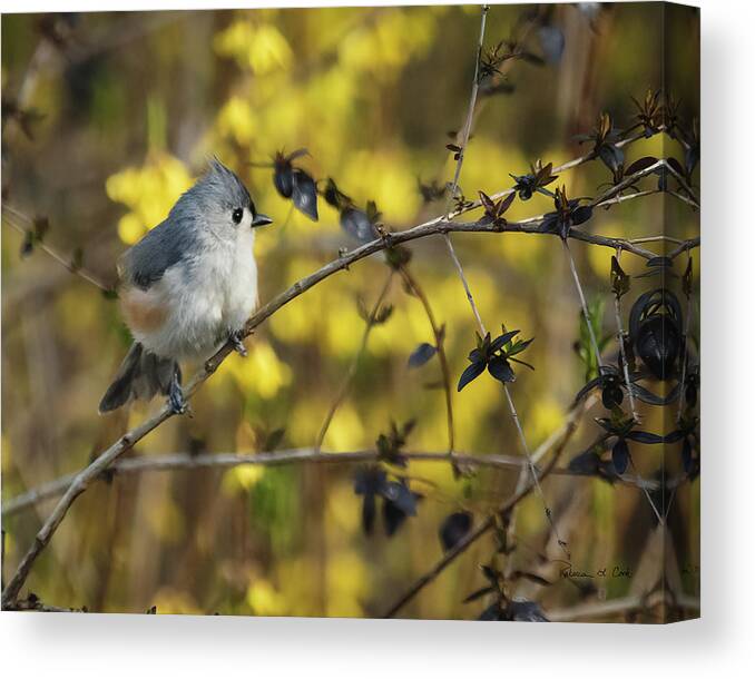 Tufted Titmouse In Abelia Shrub In South Carolina Canvas Print featuring the photograph Tufted Titmouse In Abelia Shrub In South Carolina by Bellesouth Studio