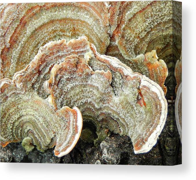Abstract Canvas Print featuring the photograph Turkeytail Fungus Abstract by Karen Rispin
