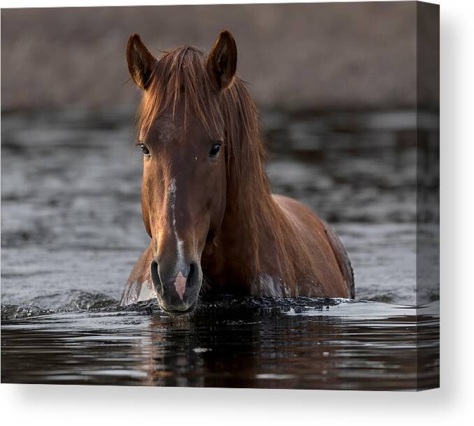 Stallion Canvas Print featuring the photograph Twilight Crossing. by Paul Martin