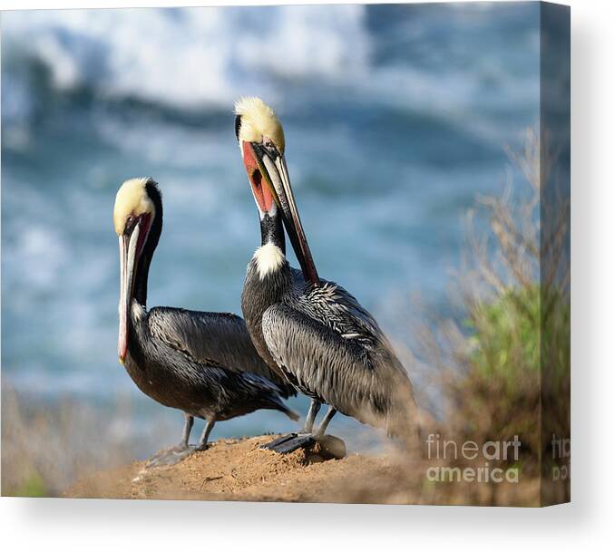 Pelicians Canvas Print featuring the photograph Two Pelicians in La Jolla  by Abigail Diane Photography