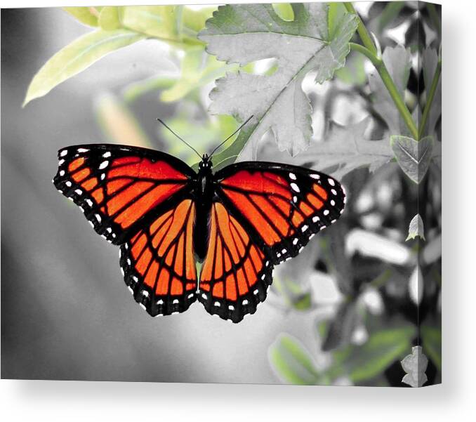 Viceroy Canvas Print featuring the photograph Viceroy Butterfly by Christopher Reed
