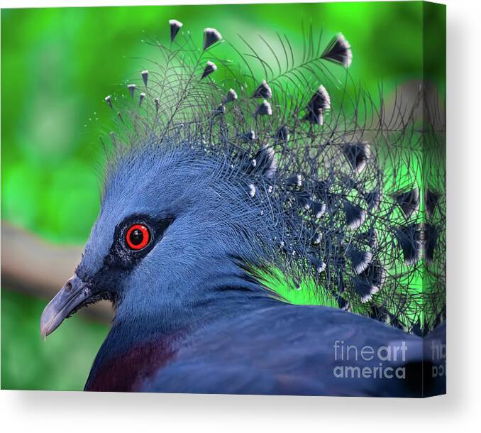Pigeon Canvas Print featuring the photograph Victoria Crowned Pigeon by Adrian Evans