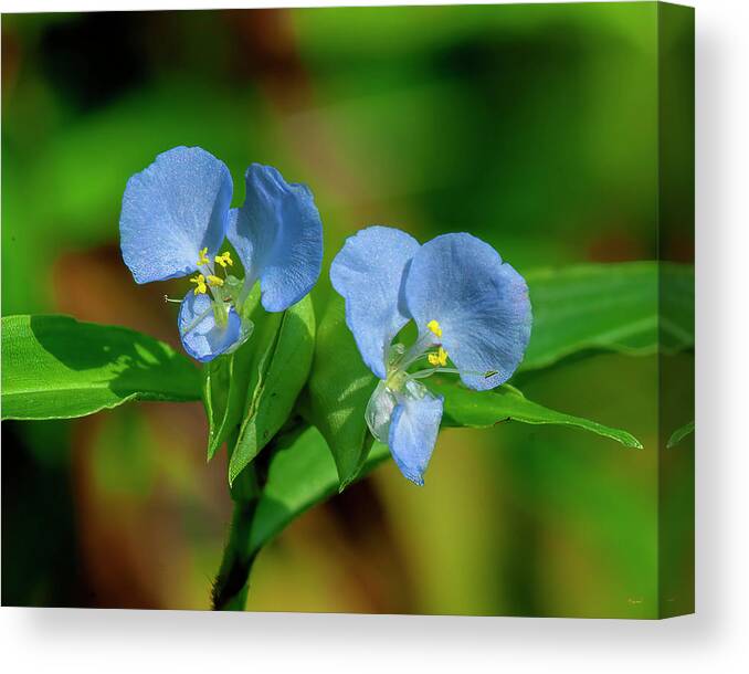 Virginia Dayflower Canvas Print featuring the photograph Virginia Dayflower DFL1292 by Gerry Gantt