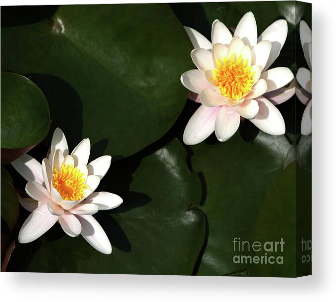 Water Canvas Print featuring the photograph Water Lilly's by Stephen Melia