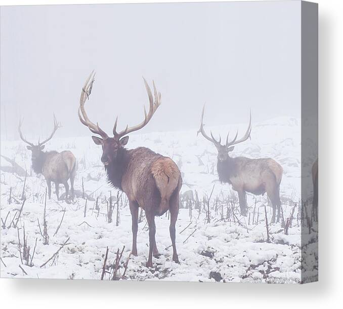 Elk Canvas Print featuring the photograph We Three Kings by Jerry LoFaro