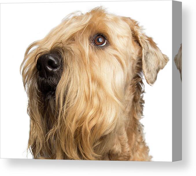 Wheaten Canvas Print featuring the photograph Wheaten Face Mask 6 by Rebecca Cozart