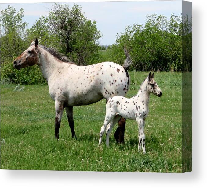 Appaloosa Canvas Print featuring the photograph Which Way?  by Katie Keenan