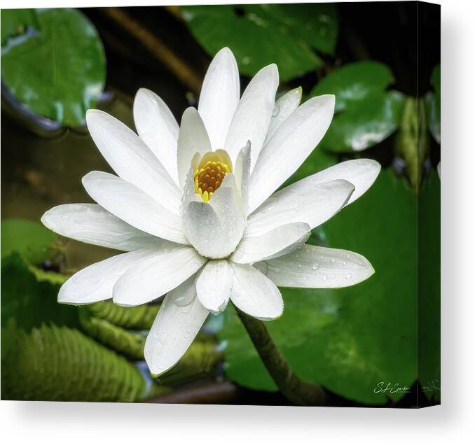 Water Lily Canvas Print featuring the photograph White Night Blooming Water Lily by Steven Sparks