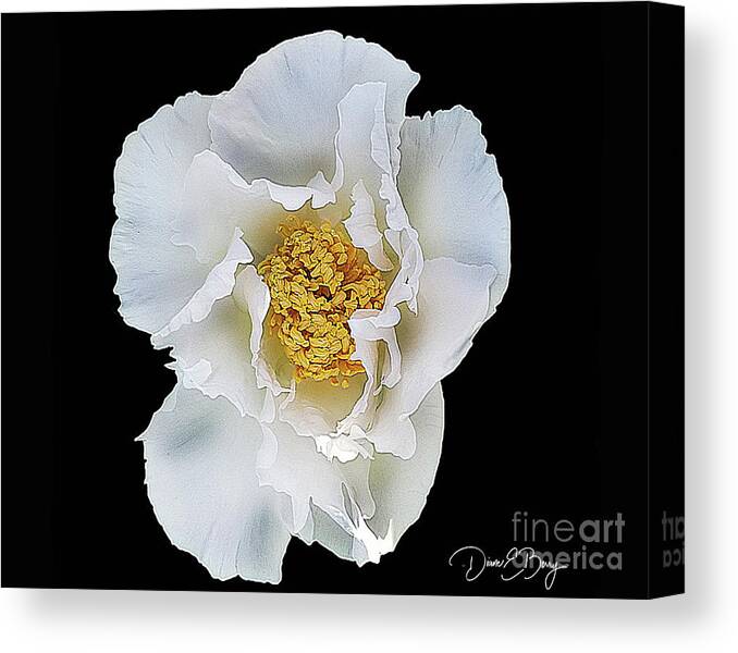 Diane Berry Canvas Print featuring the drawing White Peony by Diane E Berry