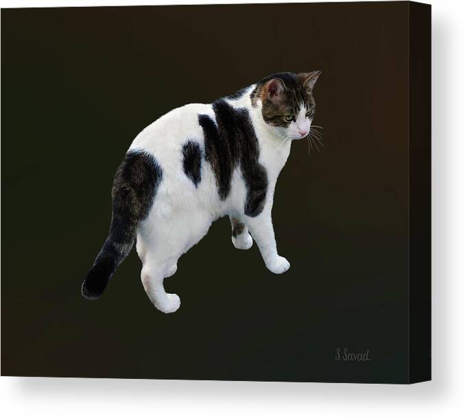 Cat Canvas Print featuring the photograph White Tabby With Dark Patches by Susan Savad