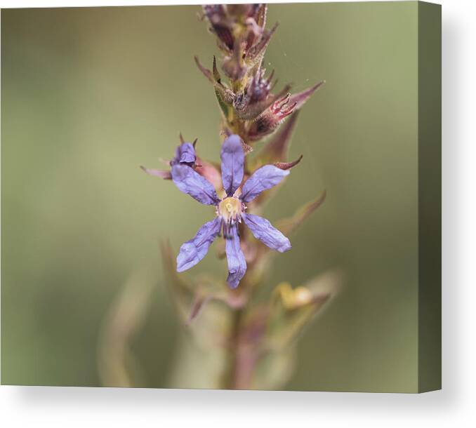 Blue Flower Canvas Print featuring the photograph Wild Flower Alone by Amelia Pearn