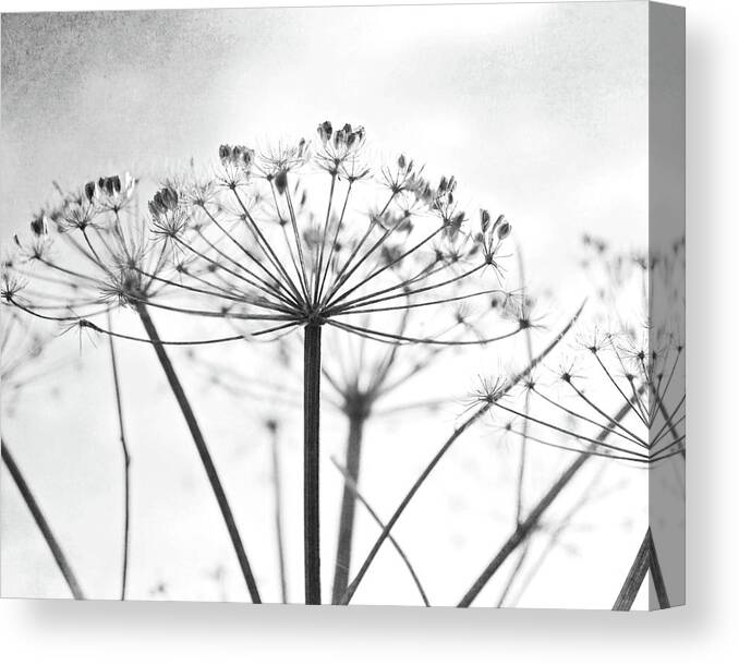 Black And White Canvas Print featuring the photograph Wild Umbel by Lupen Grainne