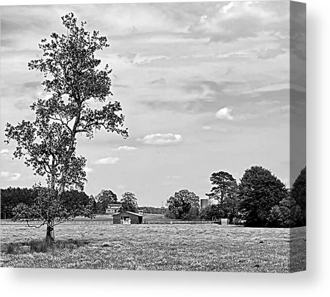 Wildflower Canvas Print featuring the photograph Wildflower Field BW by Lee Darnell