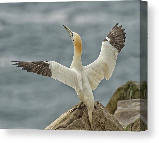 Wing Flap Canvas Print featuring the photograph Wing Flap by CR Courson