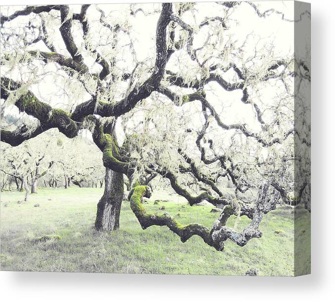 Oak Tree Canvas Print featuring the photograph Winter Oak by Lupen Grainne