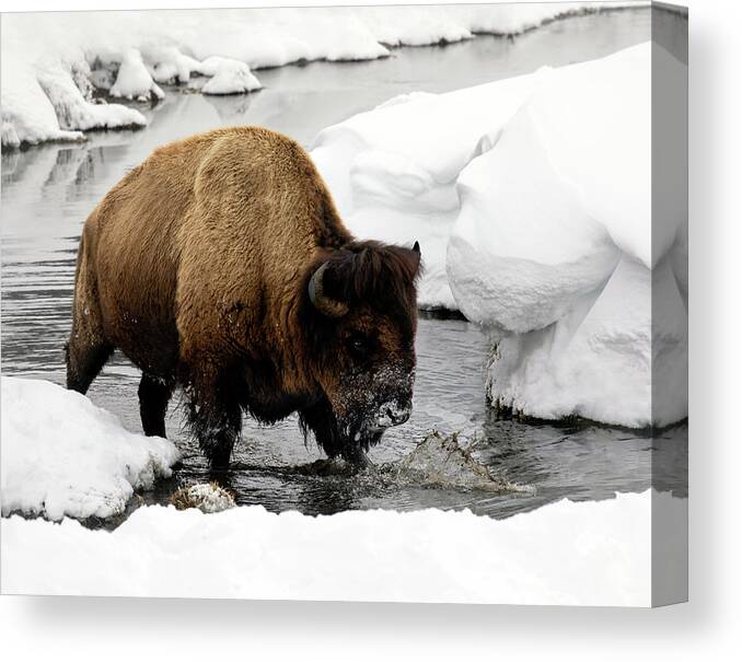 Bison Canvas Print featuring the photograph Winter Splash by Art Cole