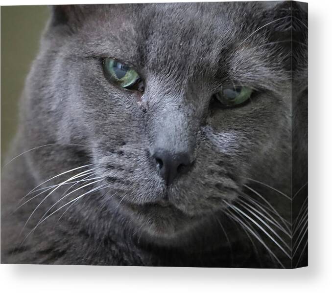 Cat Canvas Print featuring the photograph Wise Old Cat by M Kathleen Warren