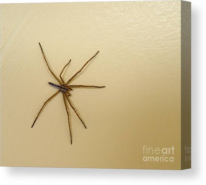 Spider Canvas Print featuring the photograph Wolf Spider by Kae Cheatham