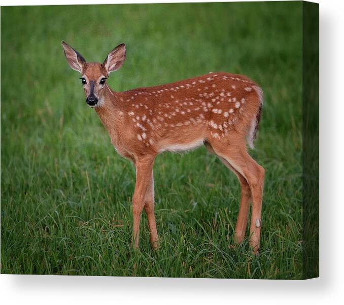 #fawn#wildlife#young#summer#deer#maine Canvas Print featuring the photograph Young Fawn by Darylann Leonard Photography