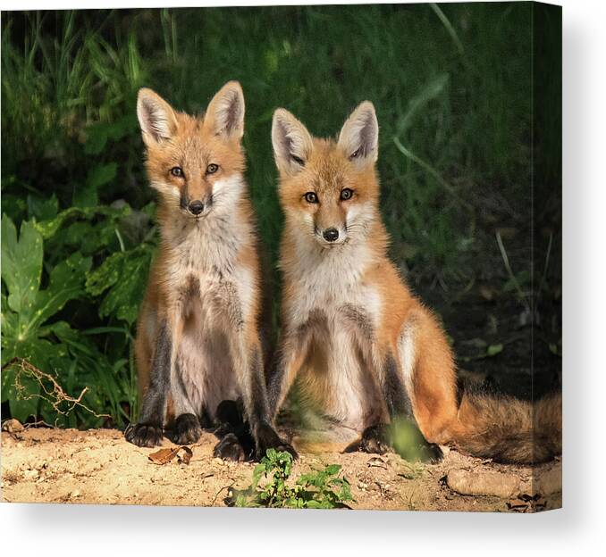 Fox Canvas Print featuring the photograph Young Fox in the Wild by Edward Shotwell