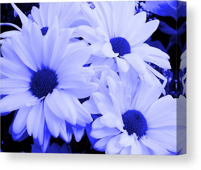Digital Canvas Print featuring the photograph Blue Daisies For You by Belinda Lee