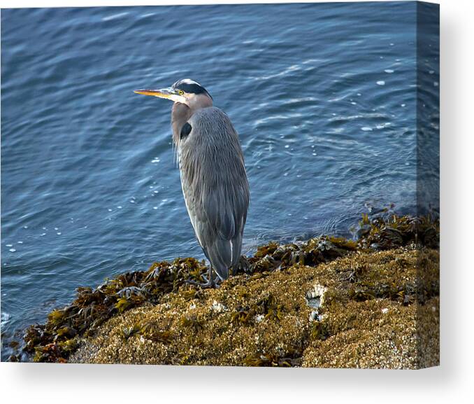Heron Canvas Print featuring the photograph Blue Heron on a rock by Eti Reid