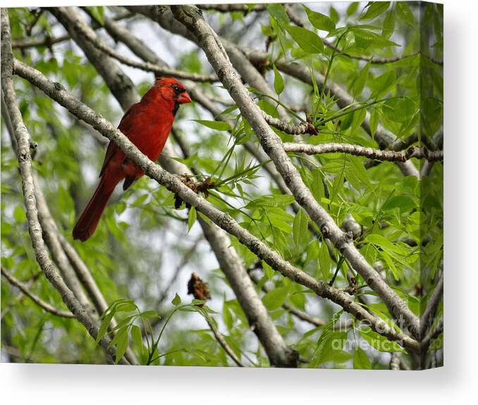 Birds Canvas Print featuring the photograph Cardinal Saturday Morning by Christopher Plummer