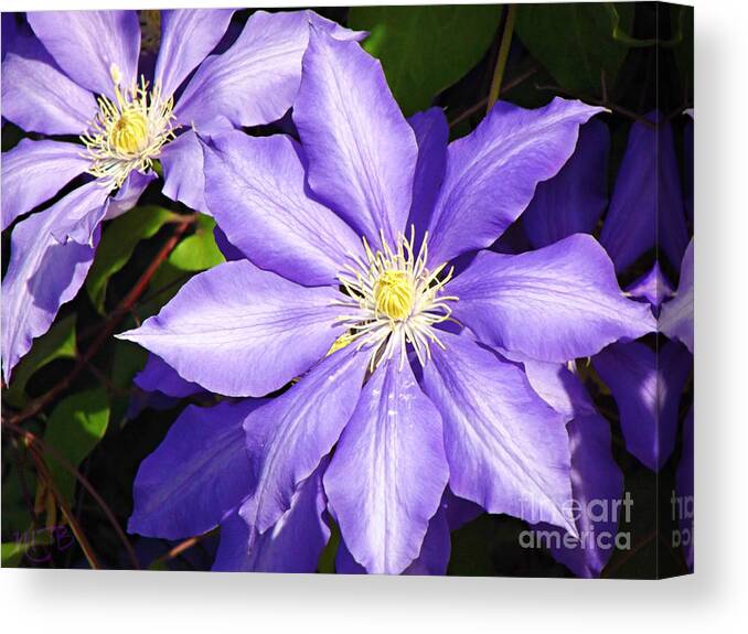 Purple Canvas Print featuring the photograph Pretty Purple Clematis by Mindy Bench