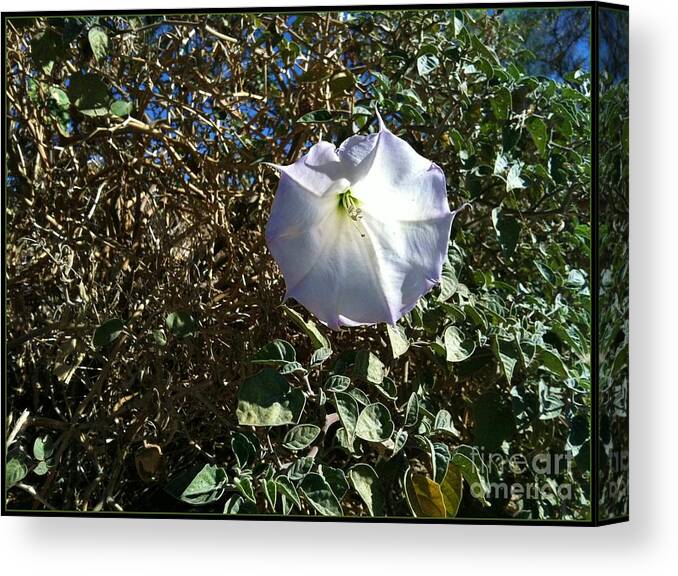 Potato Solanaceae Canvas Print featuring the photograph Sacred Datura by Angela J Wright