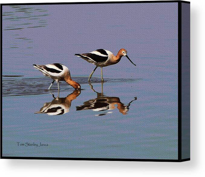 American Avocet At The Grp Canvas Print featuring the photograph American Avocet At The GRP #2 by Tom Janca