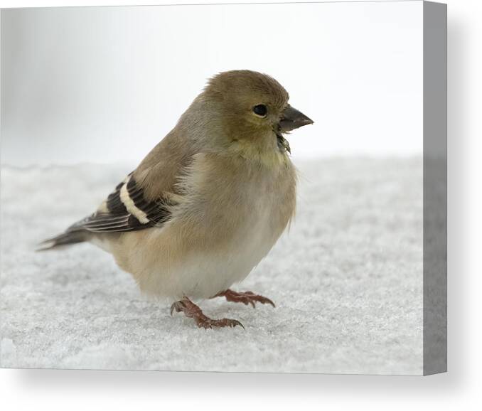 Jan Holden Canvas Print featuring the photograph American Goldfinch in the Snow by Holden The Moment