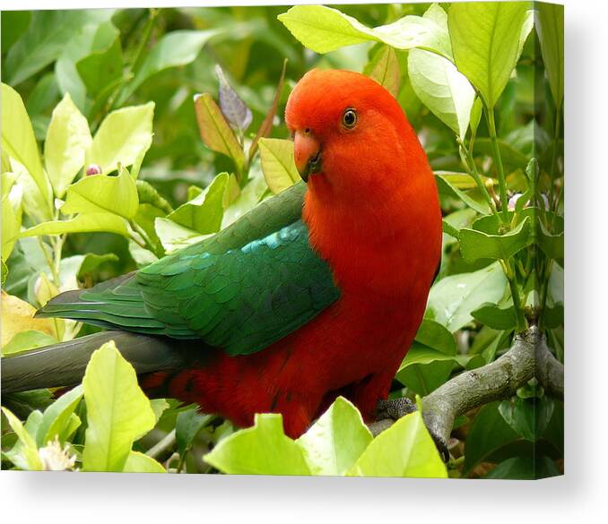 Birds Canvas Print featuring the photograph Australian King Parrot #1 by Margaret Stockdale