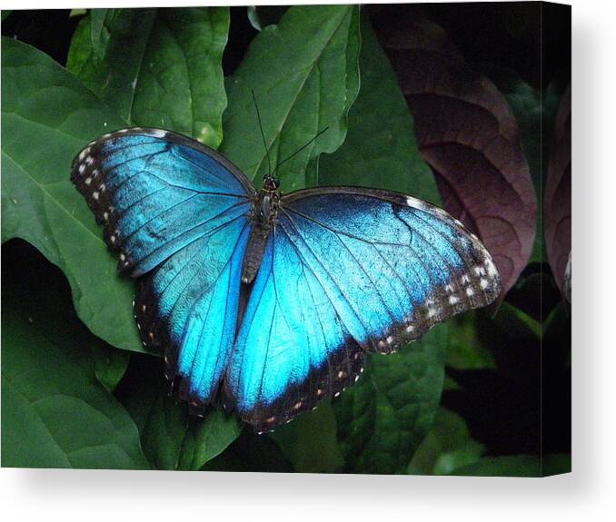 Nature Canvas Print featuring the photograph Blue Morpho #1 by Peggy King