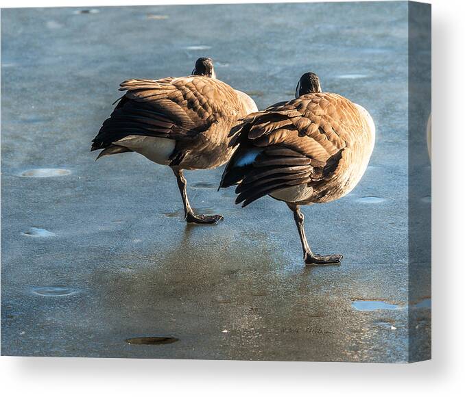 Winter Scene Canvas Print featuring the photograph Canada Geese At Rest #1 by Ed Peterson